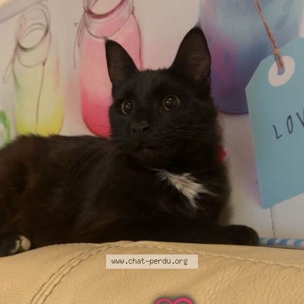 Photo 1/1 Laurence Wehrell Cat lost in Camaret Sur Aigues