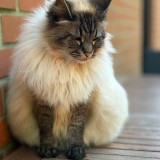 Praline
