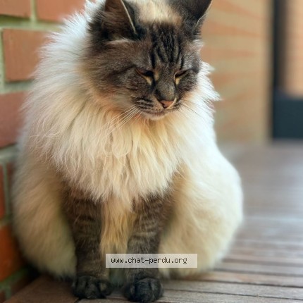 Foto 1/1 Kat teruggevonden Vermist in Malonne