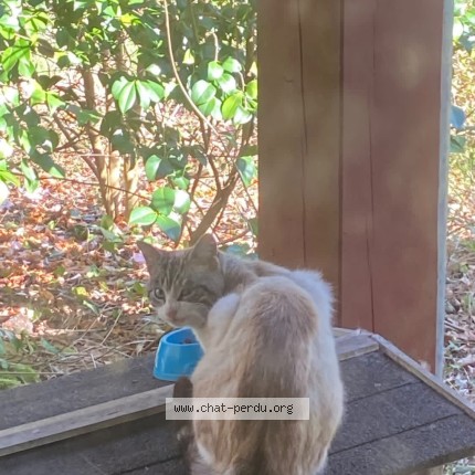 Photo 1/4 Found cat Found in Vielle Saint Girons