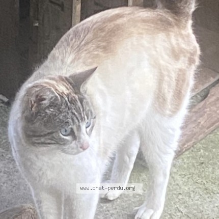 Photo 2/4 Found cat Found in Vielle Saint Girons