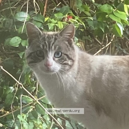 Photo 3/4 Found cat Found in Vielle Saint Girons