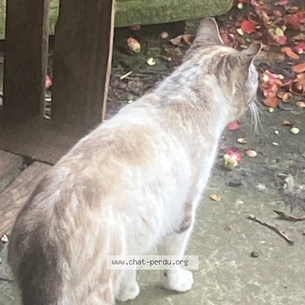 Photo 4/4 Found cat Found in Vielle Saint Girons