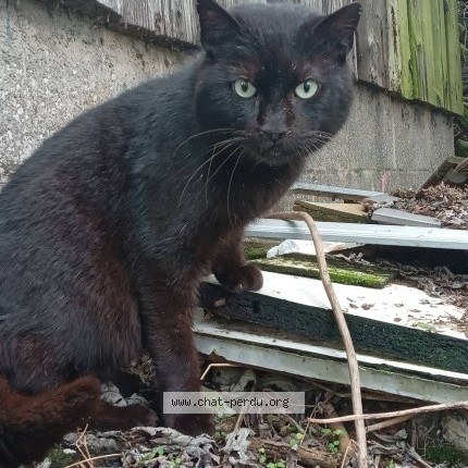 Foto 1/4 kiko Kat vermist in Herstal