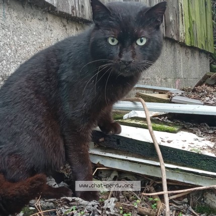 Foto 3/4 kiko Kat vermist in Herstal