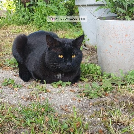 Photo 1/1 Found cat Found in Mer