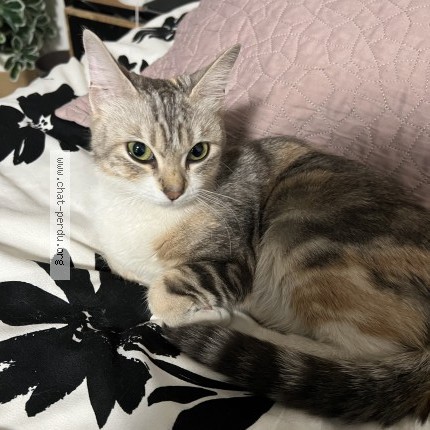 Photo of a cat found in Marseille