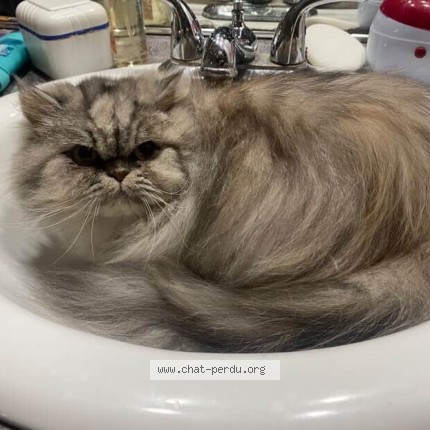 Photo 1/1 lulu Cat lost in Mascouche