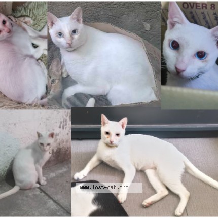 Picture of cat lost at Paranaque