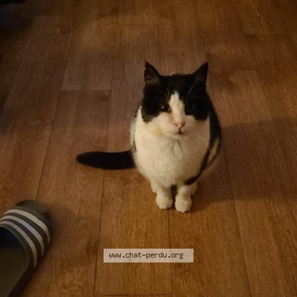 Foto van vermiste kat in Ath