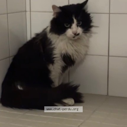 Photo 1/1 Found cat Found in Montauban