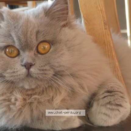 Foto van vermiste kat in 1348 Louvain La Neuve