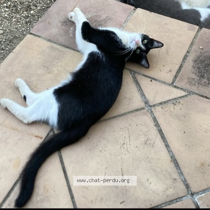 Photo 1/1 Roudoudou Cat lost in Laudun