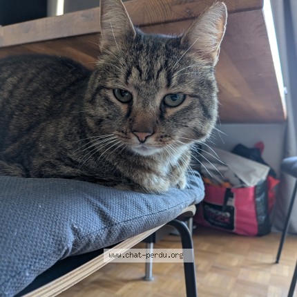 Foto van gevonden kat in Etterbeek