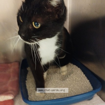 Photo of a cat found in Chatelaillon Plage
