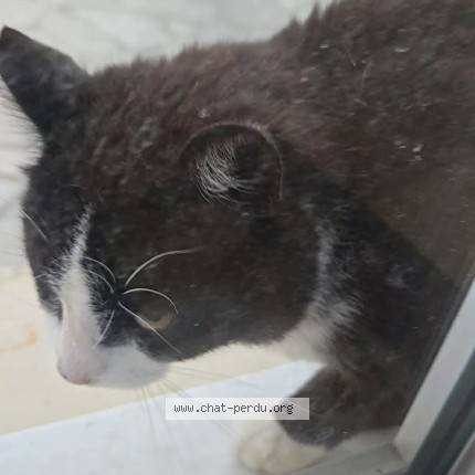Picture of cat found at Tarbes