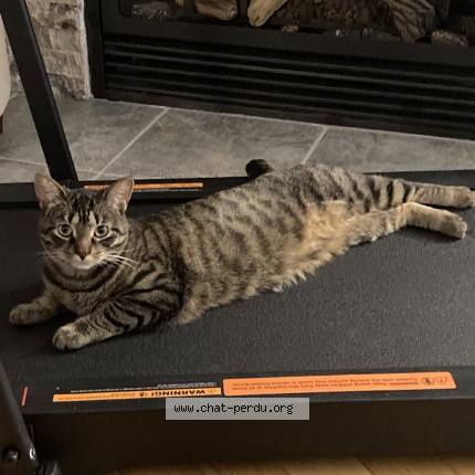 Photo 1/1 Capucine Cat lost in Laval Ouest