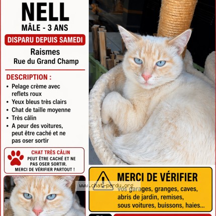 Picture of cat lost at Raismes