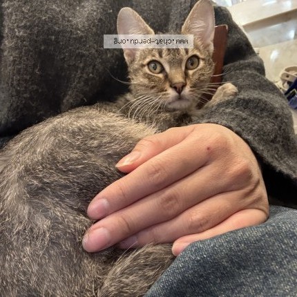 Photo 1/1 Guoguo Cat lost in Paris