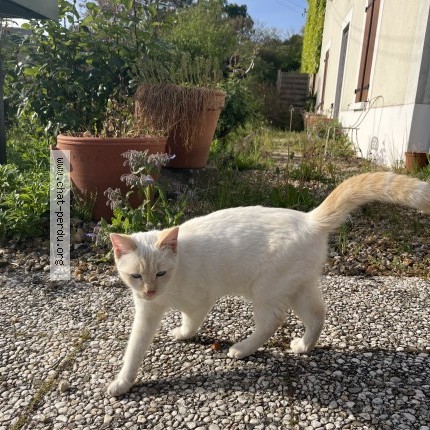 Photo 1/1 Found cat Found in Montval Sur Loir