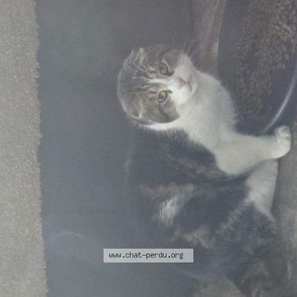 Foto van gevonden kat in Polleur
