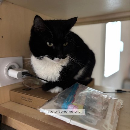 Photo 1/1 luna Cat lost in Beaumes De Venise