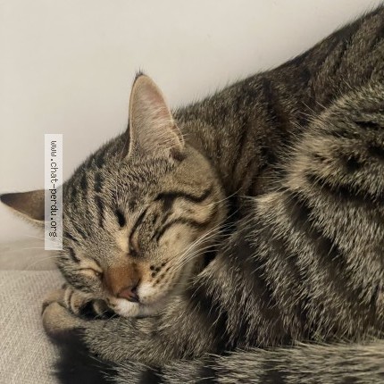 Photo 1/1 luna Cat lost in Montfavet