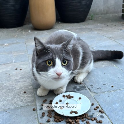 Foto 1/1 Kat gevonden Gevonden in Kraainem