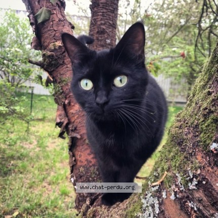 Photo 1/1 Gaya Cat lost in Amiens
