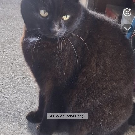 Photo 1/1 Found cat Found in Loupes