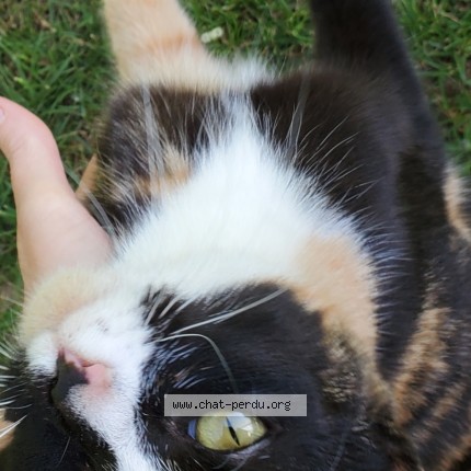 Photo 1/1 Found cat Found in Saint Pierre Lafeuille