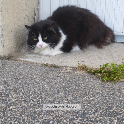 Photo 1/1 Found cat Found in Le Havre
