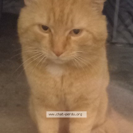 Photo 1/1 Found cat Found in Pessac