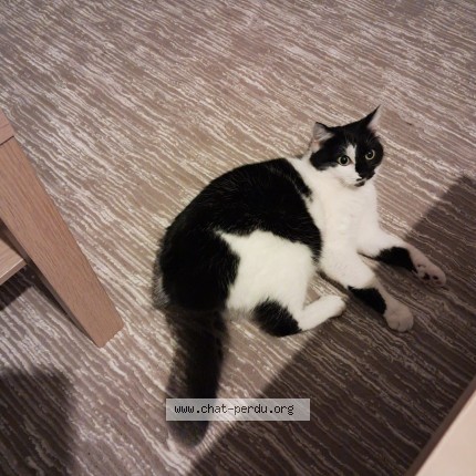 Foto van vermiste kat in Bruxelles