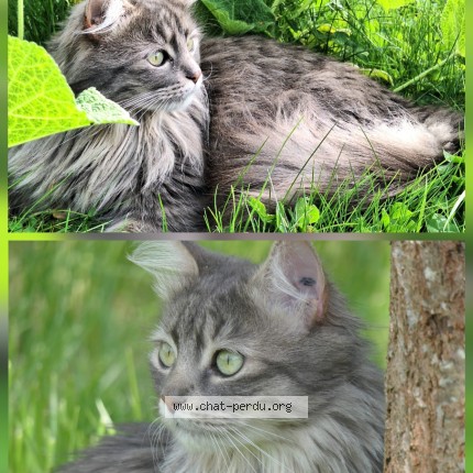 Photo 1/1 Reunited cat Lost in Guibeville