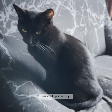 Photo 1/1 Reunited cat Lost in Lannemezan