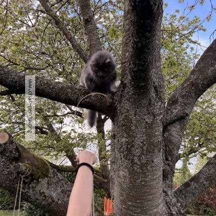 Photo of a cat found in Cesseville