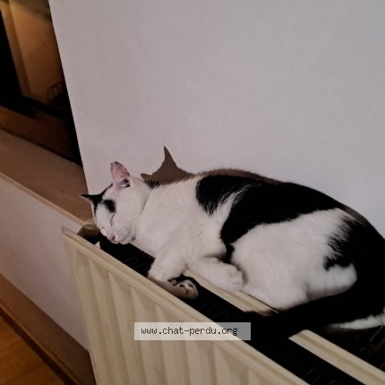 Foto van vermiste kat in Auderghem
