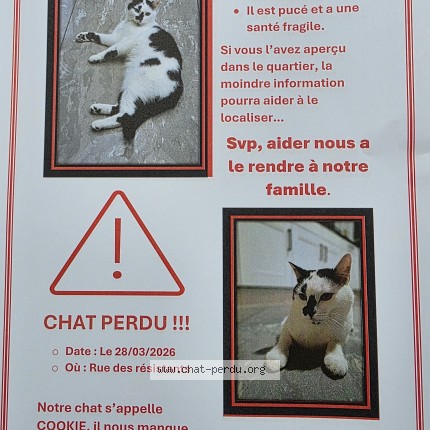 Foto 1/1 cookie Kat vermist in Saint Symphorien