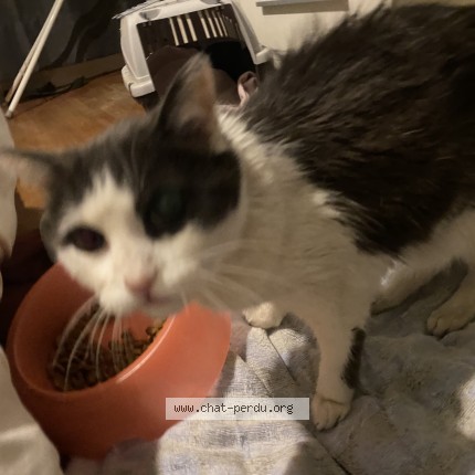 Photo 1/1 Reunited cat Found in Limas