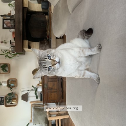 Picture of cat lost at Cap D Agde