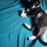 Photo of a cat found in Kolkata