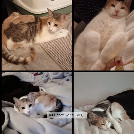 Picture of cat lost at Montpellier