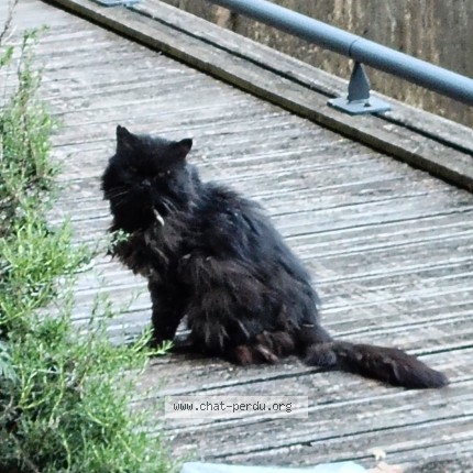 Photo 1/1 Found cat Found in Grenoble