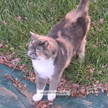 Photo 1/1 Found cat Found in Nort Sur Erdre