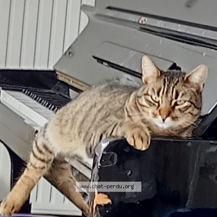 Photo of a cat found in Saint Brevin Les Pins