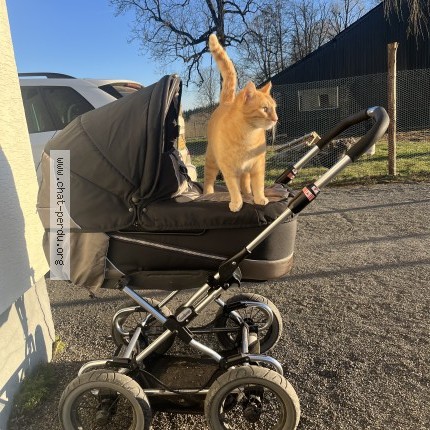 Foto 1/1 Theo Kat vermist in Namur