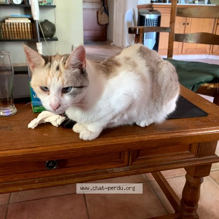 Photo 1/2 Fleur Cat lost in Montpon Menesterol