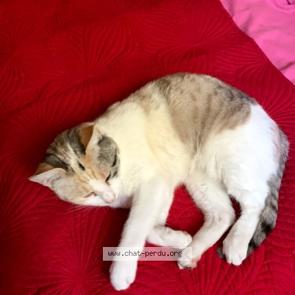 Photo 2/2 Fleur Cat lost in Montpon Menesterol