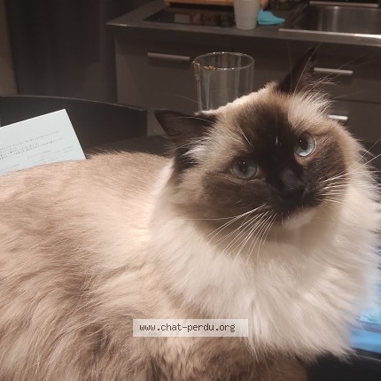 Photo 1/1 Reunited cat Lost in Juan Les Pins
